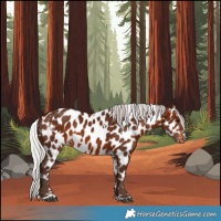 Horse Color:White Spotted Silver Bay Skewed Appaloosa