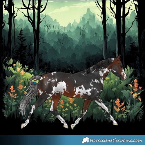 Horse Color:White Spotted Bay