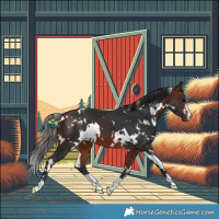 Horse Color:White Spotted Bay 