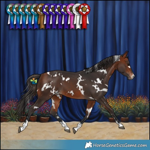 Horse Color:White Spotted Bay 