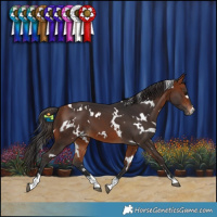 Horse Color:White Spotted Bay 