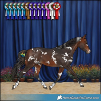 Horse Color:White Spotted Bay