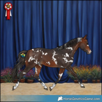 Horse Color:White Spotted Bay 