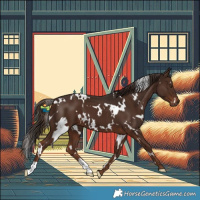 Horse Color:White Spotted Liver Chestnut 