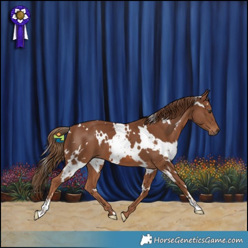 Horse Color:White Spotted Chestnut 