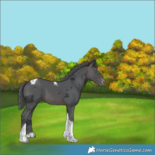 Horse Color:Brown Merle Tobiano Skewed Appaloosa 