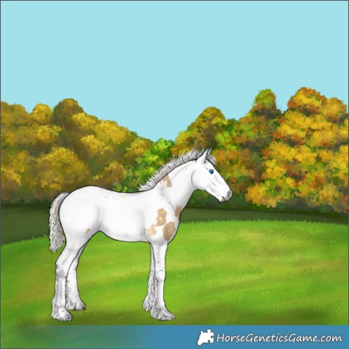 Horse Color:Silver Buckskin Dun Harlequin Merle Tobiano 