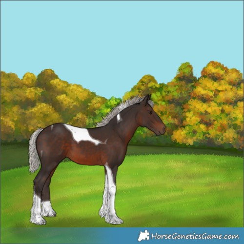 Horse Color:Silver Brown Tobiano 