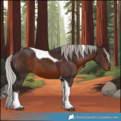 Horse Color:Silver Brown Tobiano 