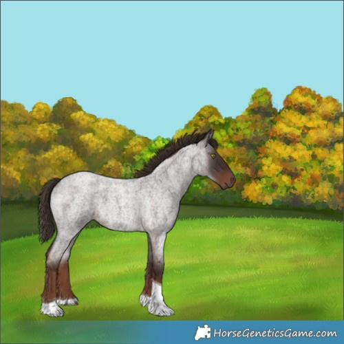 Horse Color:Liver Red Roan Tobiano