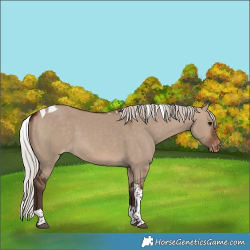 Horse Color:Silver Brown Dun Tobiano Skewed LP Spotted 