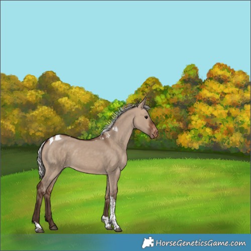 Horse Color:Silver Brown Dun Tobiano Skewed Appaloosa 