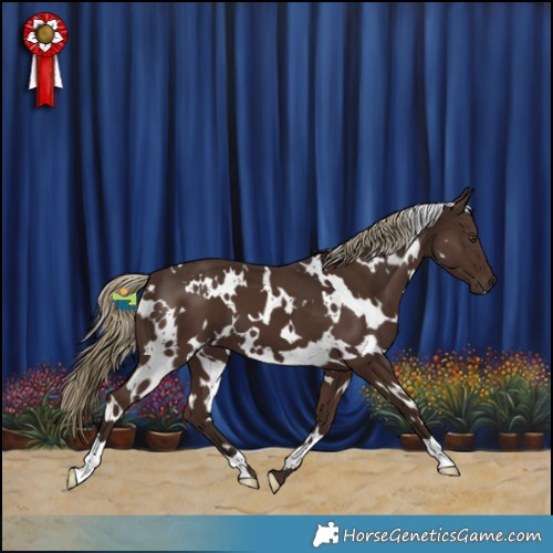 Horse Color:White Spotted Liver Chestnut 