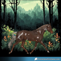 Horse Color:White Spotted Liver Chestnut