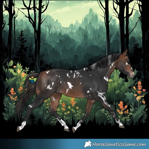 Horse Color:White Spotted Bay