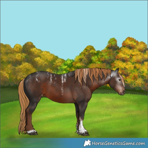 Horse Color:Powder White Gray Liver Chestnut Skewed Appaloosa 