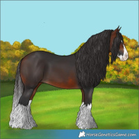 Horse Color:Bay Splash 