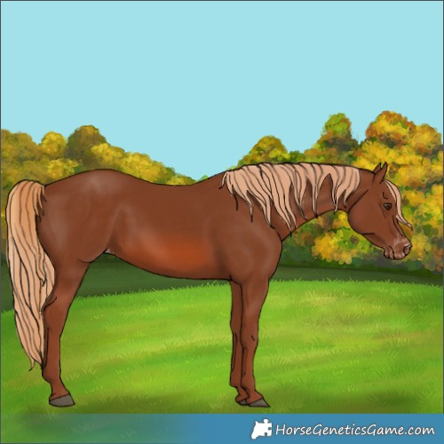 Horse Color:Chestnut Appaloosa 