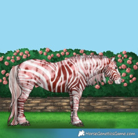 Horse Color:Silver Brown Tobiano Skewed Appaloosa 