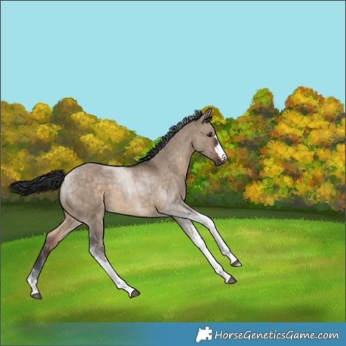 Horse Color:Brown Dun Tobiano 