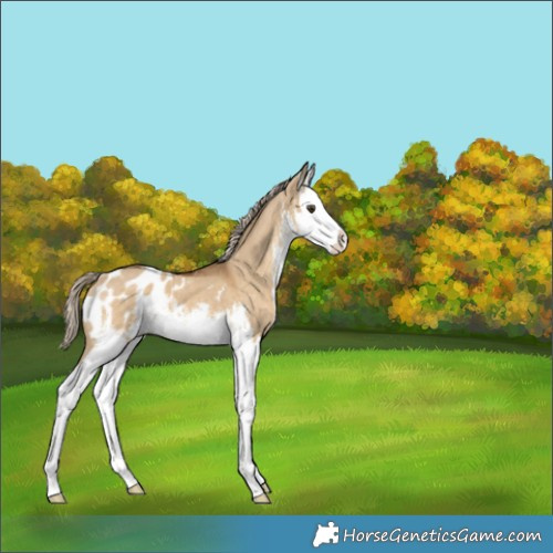 Horse Color:White Spotted Chocolate Palomino Dun Splash Appaloosa 