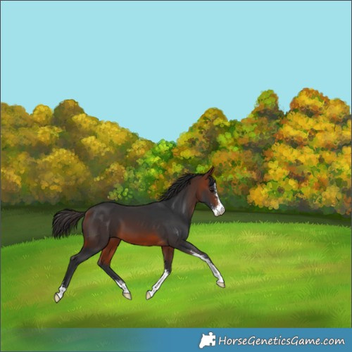 Horse Color:Bay Sabino