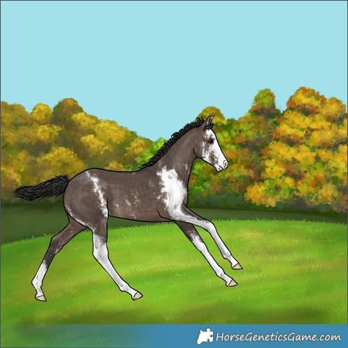 Horse Color:Brown Dun Sabino 