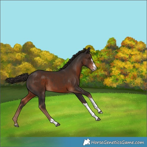 Horse Color:Liver Chestnut Sabino Tobiano 
