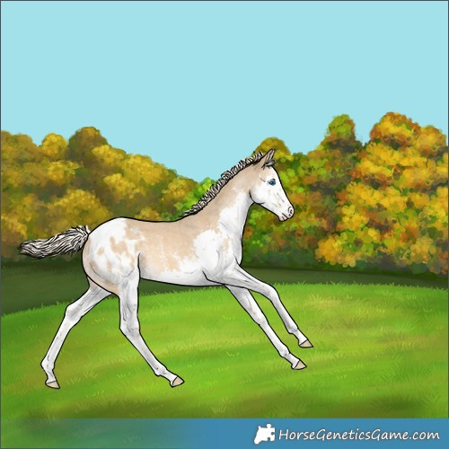 Horse Color:Chocolate Palomino Dun Sabino Splash Appaloosa Rabicano 