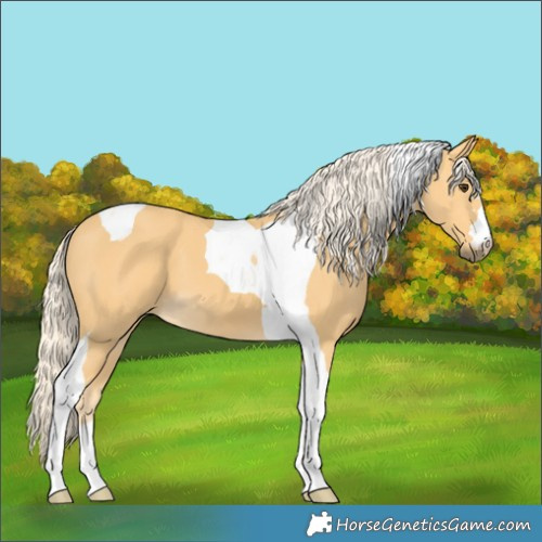 Horse Color:Palomino Tobiano 