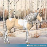 Horse Color:Palomino Tobiano 
