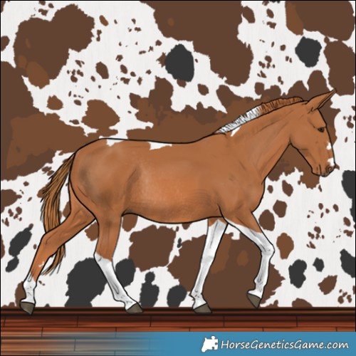 Horse Color:Chestnut Tobiano Rabicano 