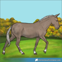 Horse Color:Silver Grullo 