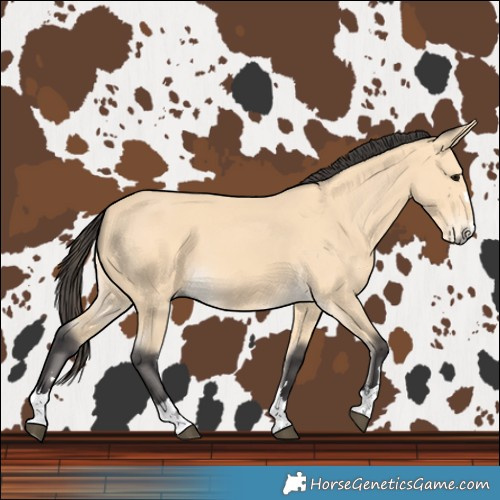 Horse Color:Buckskin 