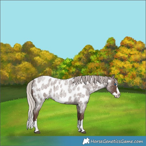 Horse Color:Silver Blue Roan Splash Near Leopard 