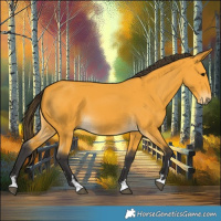 Horse Color:Buckskin 