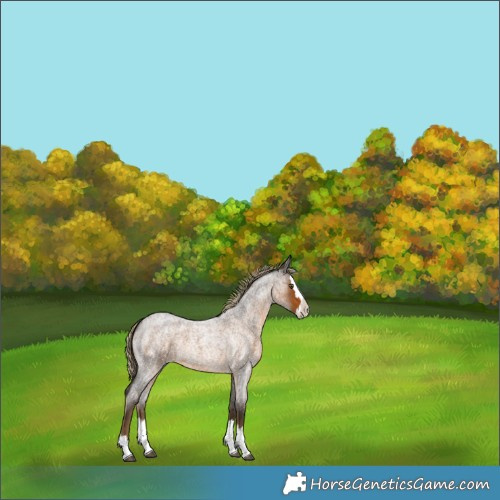 Horse Color:Chocolate Palomino Roan Splash 