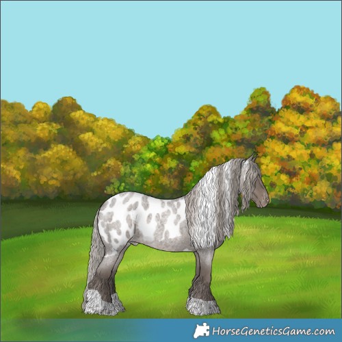 Horse Color:Silver Blue Roan Tobiano Skewed Appaloosa 
