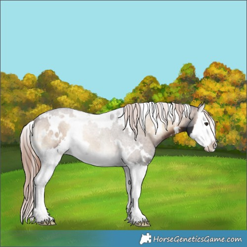Horse Color:White Spotted Liver Red Onyx Splash 