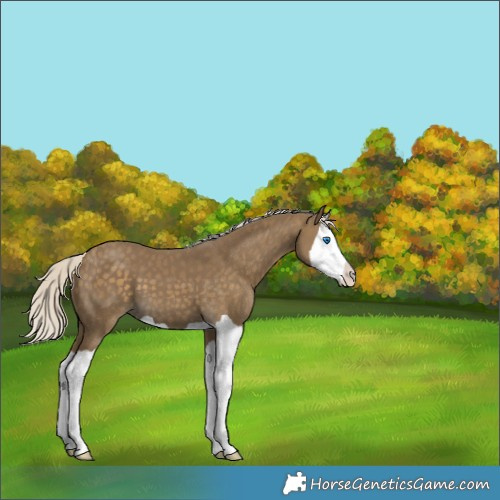 Horse Color:Silver Smoky Black Splash