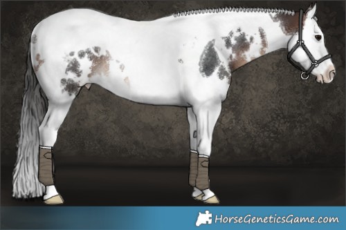 Horse Color:White Spotted Brown Splash Tobiano Rabicano 