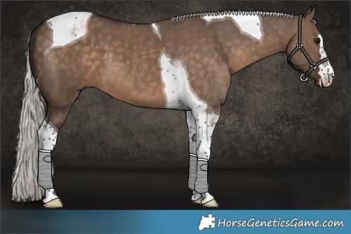 Horse Color:Silver Brown Dun Tobiano 