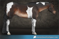 Horse Color:Brown Tobiano 