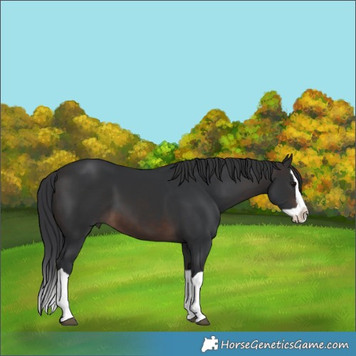 Horse Color:Brown Splash 