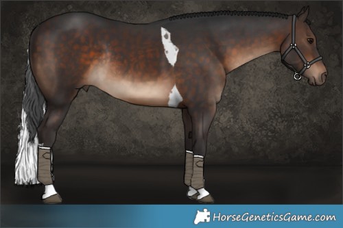 Horse Color:Brown Tobiano Rabicano 
