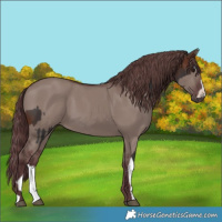 Horse Color:Brown Splash  and Chocolate Grullo 