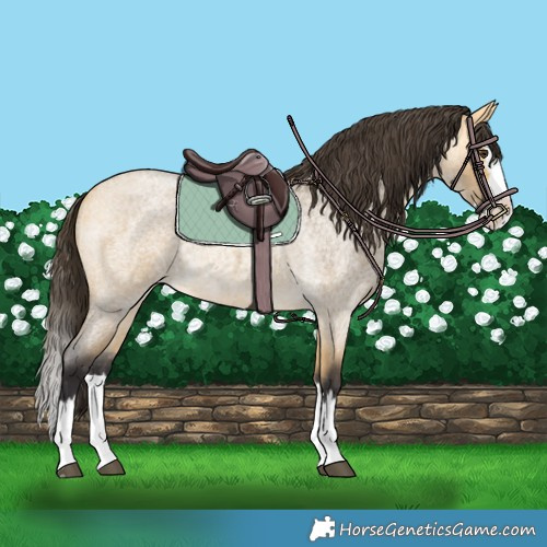 Horse Color:Buckskin Roan Dun Splash 