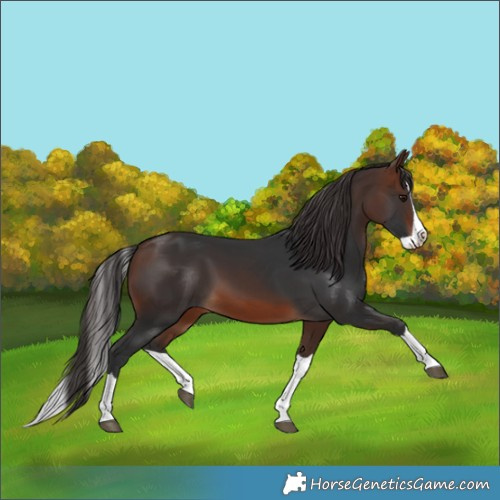 Horse Color:Brown Splash
