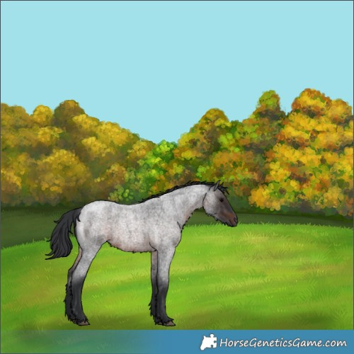 Horse Color:Brown Roan 