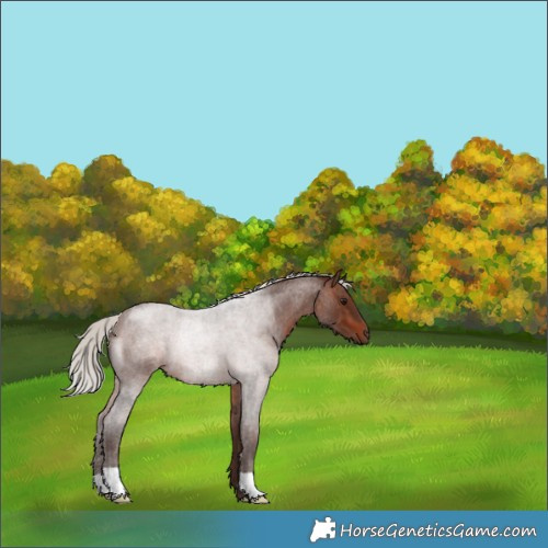 Horse Color:Silver Brown Roan 